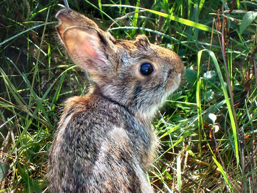 This undated photo, provided by New Hampshire Fish and Game Department, shows a New England cottontail rabbit. Wildlife officials say the New England cottontail could soon face extinction, because of diminishing shrubland across the Northeast.