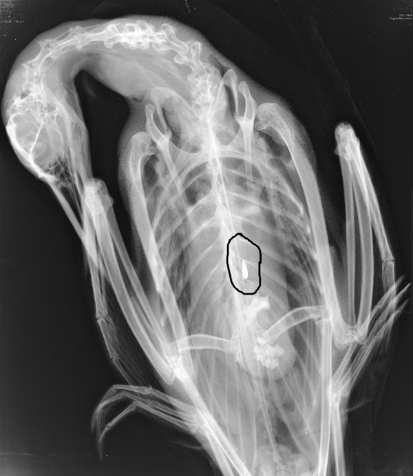 An X-ray photo shows a loon that ingested a small lead sinker. A proposed bill, L.D. 730, would ban the use and sale of small lead sinkers.