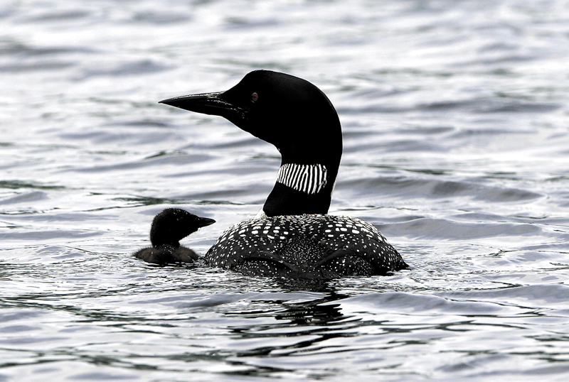 A loon and its chick make their way across Pierce Pond near New Portland. Maine's loon tally could go down this year following last year's record numbers because of the wet spring, according to an Audubon official.