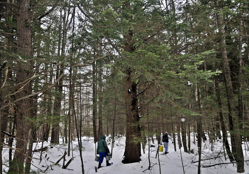 Pat, left, and Jon Bailey carry buckets of clippings and ashes Wednesday through the 11-acre woodlot behind their home in Litchfield. The retired couple have a dozen loop trails through their woods, which they explored on snowshoes while searching for a place to deposit the refuse.