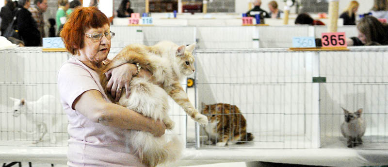 Susan Tessier lugs a Maine coon cat she showed Sunday during the Nauticats Cat Show in Augusta. Over 150 cats competed in 20 different events in the show that commenced Friday. Tessier traveled from Quebec to have her feline judged.