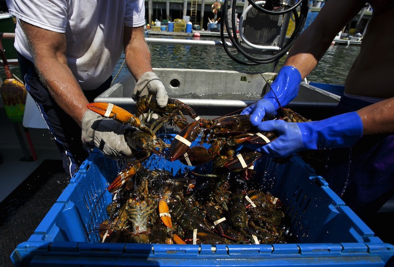 Lobsters are unloaded from a fishing boat in Portland in this August 2012 photo. Efforts to market and brand Maine lobster have gained momentum in the wake of last year's glut, when supply exceeded demand and resulted in the lowest per-pound prices in more than 20 years.