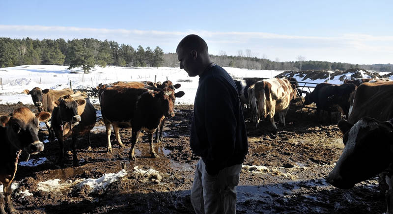 Barrett Russell, 22, walks among the nearly 50 dairy cows at his family's dairy farm on Garland Road in Winslow Thursday.
