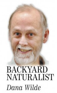 backyard naturalist dana wilde column sig