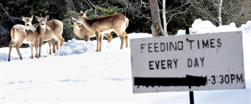 Deer assemble at the home of Basil and Harriet Powers for daily feeding. The Powers welcome any donations to help offset the high cost of grain the couple uses to feed up to a hundred deer a day.