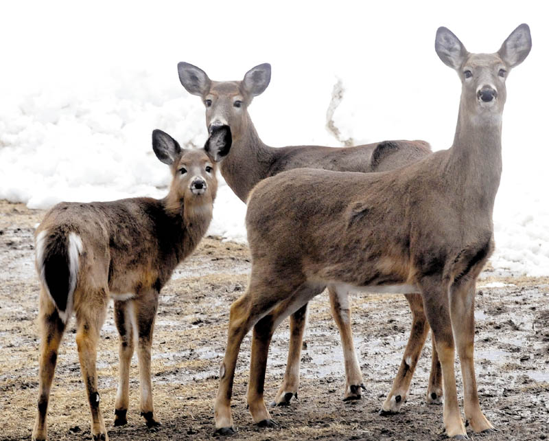 This group of deer showed up recently at Basil Powers' farm to wait for corn and grain to be spread out.