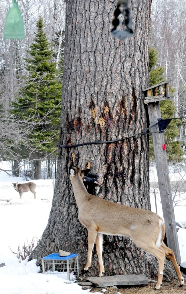 A deer eats peanut butter stuck in the bark of a tree outside the home of Basil and Harriet Powers, at their farm in Coplin Plantation. The treat is one of several the couple feeds to the deer.