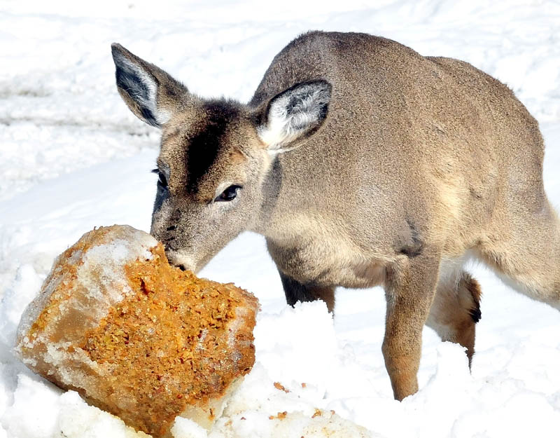 A deer nibbles frozen, ground- up apples, one of the treats set out by Basil Powers in Coplin Plantation.