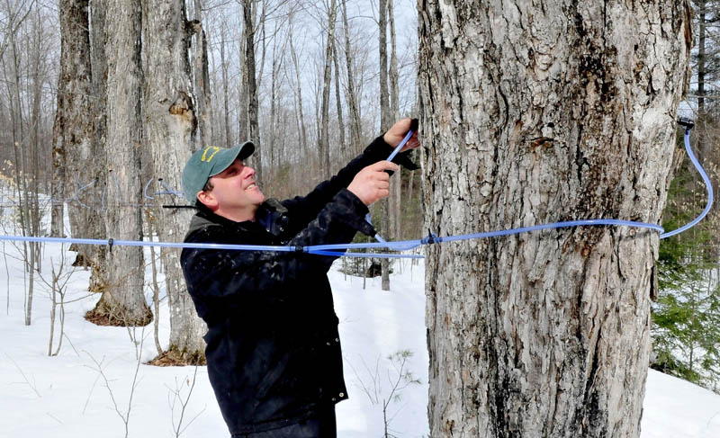 Jeremy Steeves reinserts a maple sap spile into a tree in the woods at Strawberry Hill Farm in Skowhegan. Steeves said he has 250,000 feet of sap lines transporting sap to the nearby sugar camp, where an evaporator boils the sap into syrup.