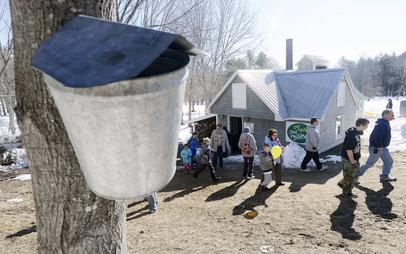 Visitors make their way from the sap house as a maple bucket collects sap on a tree at Hilltop Boilers in Newfield on Sunday.