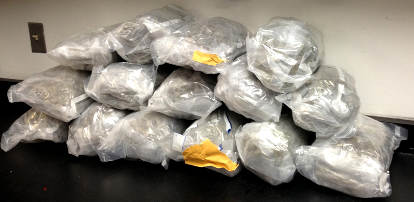 Part of the 28 pounds of marijuana seized by law enforcement authorities on Thursday.