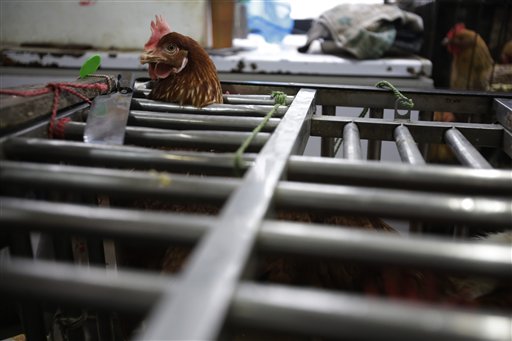 Chickens are seen at a cage as they are sold at a poultry market in Shanghai on Friday. Authorities carried out the slaughter of all poultry at a Shanghai market where the virus was detected in pigeons being sold for meat.