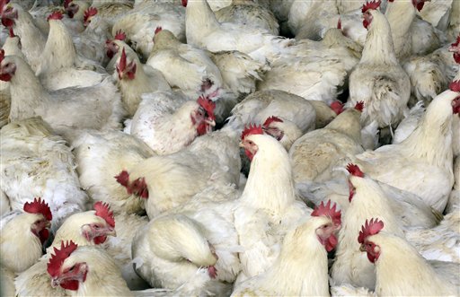 An April 3, 2013, photo of chickens at a chicken farm on the outskirts of Shanghai, China.