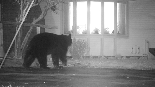 A bear is captured on camera recently outside the home of Priscilla Stevenson of Wayne.