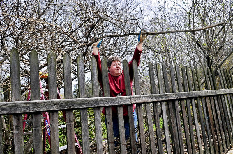 Barbara Estabrook tosses the limb of a shrub over the fence of her home Monday in Gardiner. Estabrook said she was applying the pruning skills she recently acquired during a workshop in Longfellow's Greenhouse in Manchester.