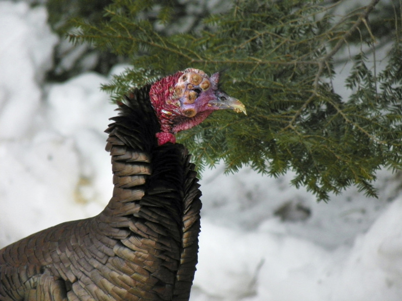 A turkey infected with lymphoproliferative disease virus, or LPDV. The virus has shown up in turkeys in Maine and officials with the Department of Inland Fisheries and Wildlife are alerting hunters in advance of the spring season, which begins on Monday, April 29. Photos are courtesy of DIF&W