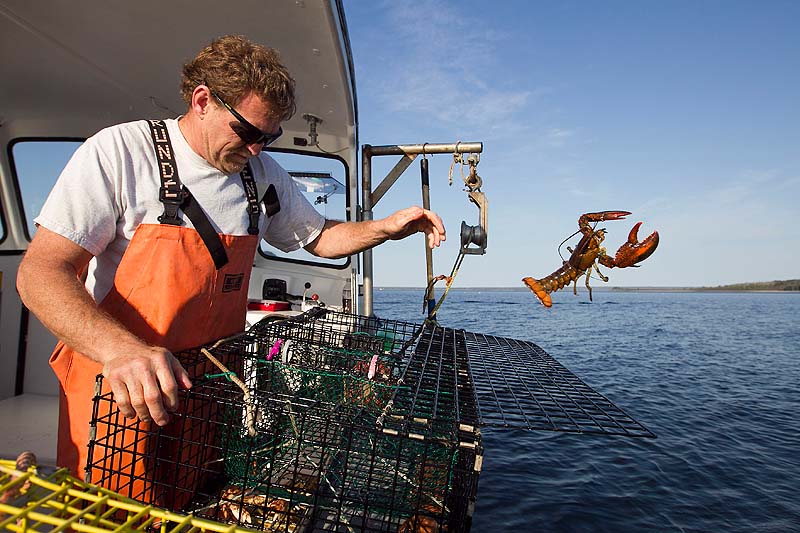 In this May 2012 file photo, Scott Beede returns an undersized lobster while checking traps in Mount Desert, Maine. Ocean temperatures are warmer-than-usual again in the Gulf of Maine, creating worries among lobstermen that there could be a repeat of last summer's early harvest that created a glut on the market and havoc within the industry.