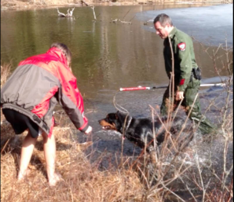 Game Warden Steve Allarie, right, wades out of Jamie's Pond after rescuing a dog off the ice on Friday in Hallowell.