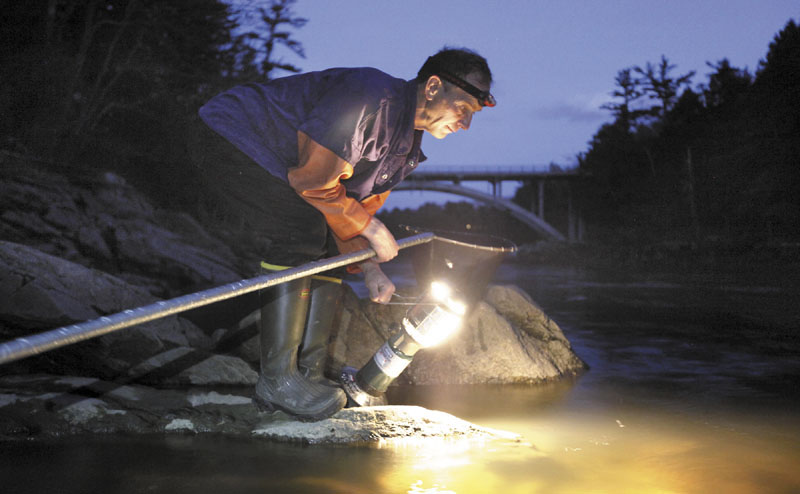 Bruce Steeves uses a lantern while dip netting for elvers on a river in southern Maine last year. The young, translucent eels swim upriver each spring in Maine and can fetch $2,000 a pound. The fishery’s value last year was $38 million.