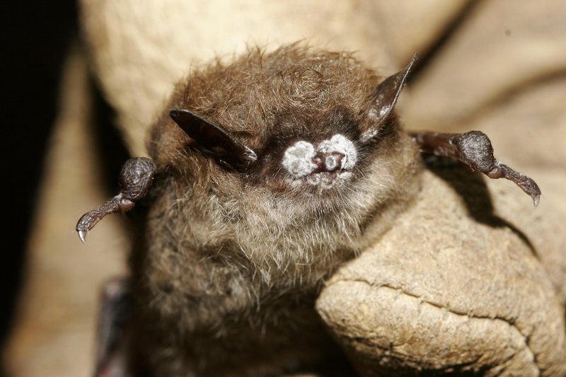 In this 2008 photo provided by the New York Department of Environmental Conservation shows a brown bat with white nose fungus. The fungal infection has killed more than 5.5 million bats in eastern North America since it was first detected in upstate New York in 2006.