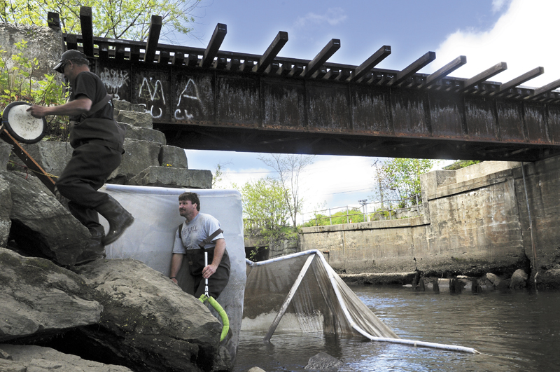 Elver fishermen climb up the embankment of the train trestle spanning Cobbossee Stream in Gardiner Tuesday. The City of Gardiner has been awarded a grant from the Environmental Protection Agency to search for contaminants in the stream.