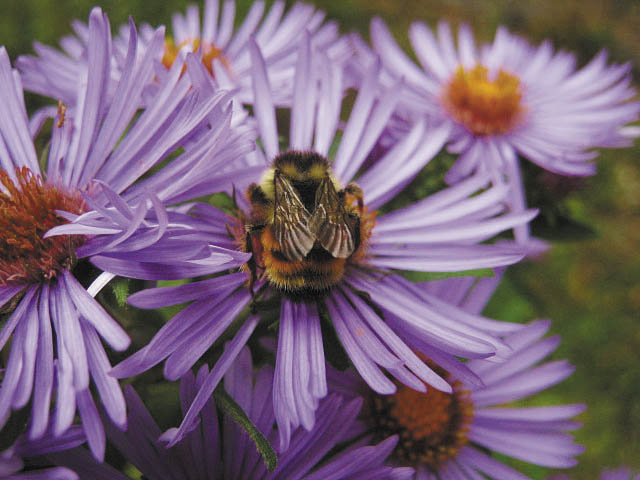 A busy old bee in autumn asters.