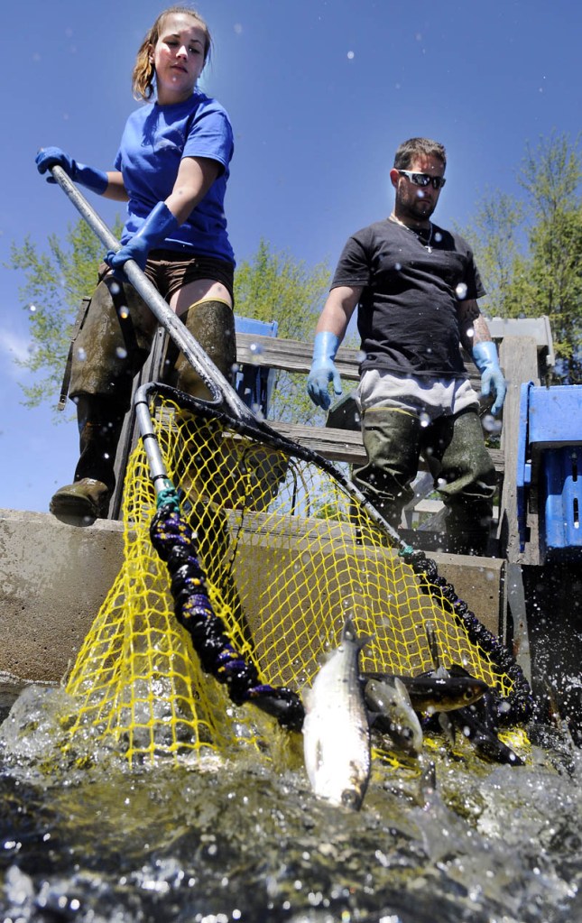 Nicole Brann dips alewives May 15 at the headwaters of Seven Mile Stream at Webber Pond in Vassalboro, as Corey Cookson watches. The duo were harvesting the migrating fish for Ron Weeks, who holds the contract from the town of Vassalboro to sell alewife to lobster fisherman. Three dips filled a crate that weighed about 250 pounds, Cookson said, and held about 500 alewives.