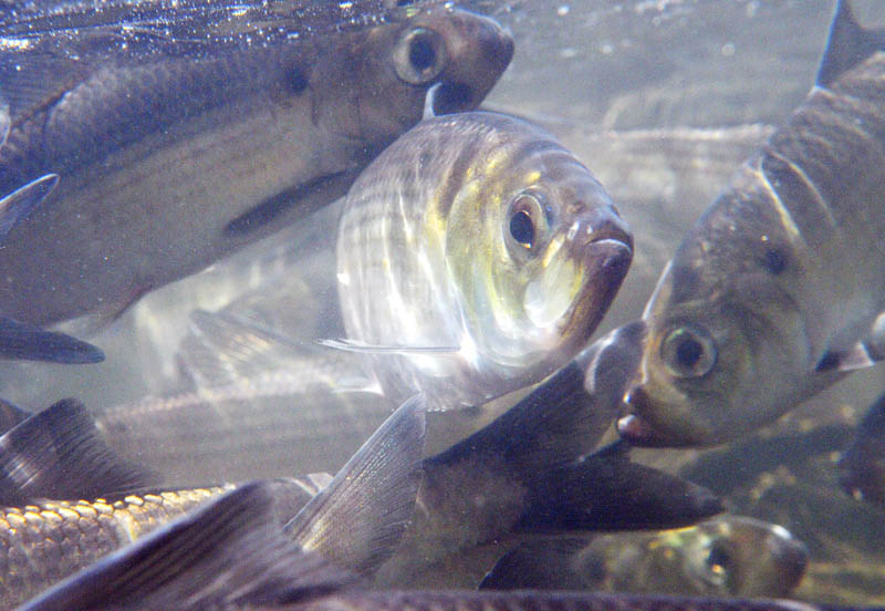 Alewives stack up Sunday in Seven Mile Stream in Vassalboro, while migrating from the Atlantic Ocean to Webber Pond. Thousands of the river herring are moving up the Kennebec River to various fresh water lakes to spawn, according to Maine Department of Marine Resources biologist Nate Gray. DMR is assisting the fish by carrying them by truck above the Lockwood Dam in Waterville, as well as lifting them over Benton Falls on the Sebasticook River. About 20,000 alewives have entered Webber Pond in the fourth day of the migration, Gray said, with an estimated 500,000 moving through the Benton Falls fish lift.