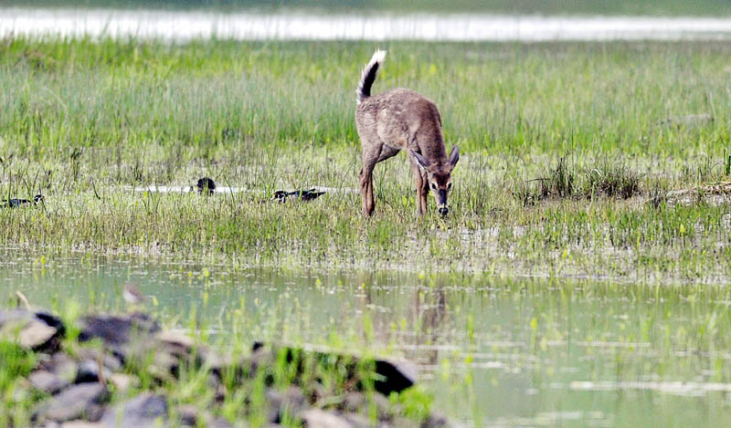 A Whitetail deer grazes on the banks of the Kennebec River Wednesday in Hallowell.