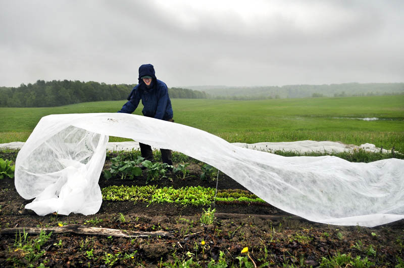 Mike Perisho rolls out the insect barrier to cover produce in the plot he cultivates with his girlfriend Wednesday in West Gardiner. Perisho rolled up the spring frost tarp that protected the vegetables while in the rain that is expected to conclude Thursday with warmer temperatures called for by Friday.