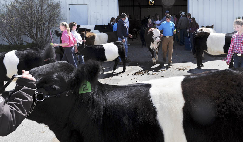 Exhibitors wait to show Belted Galloway cattle Sunday during the youth beef show at the Northeast Livestock Expo, held at the Windsor Fairgrounds. Several hundred children and teenagers attended the weekend event to learn about the welfare of livestock, attend classes and show critters.