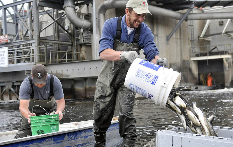 Ron Weeks, left, and Tommy Keister, right, fill crates with bucketloads of alewives at the Benton Falls hydroelectric dam on the Sebasticook River on May 9. Each crate weighed about 250 pounds and was sold as bait for $60 each.