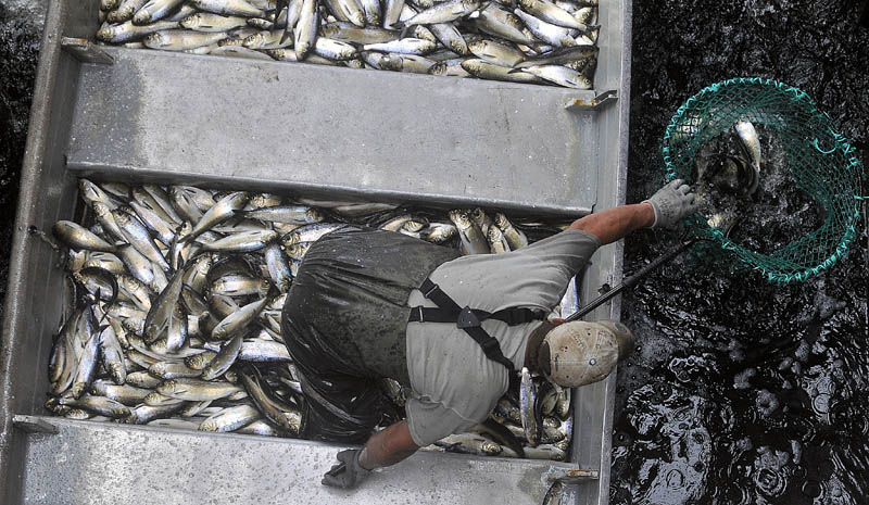Tommy Keister, a fisherman from Friendship, stands in a skiff filled with live alewives while netting the baitfish at the Benton Falls hydroelectric dam on the Sebasticook River on May 9.