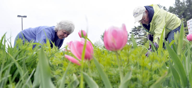 Yvonne Lefebvre, left, and Priscilla Jackson, right, both members of the Central Maine Gardening Club, weed the flower gardens outside the Alfond Youth Center on North Street in Waterville on Thursday. The gardening club will be running a a fundraiser plant sale at the Methodist church at 22 School St. in Oakland on June 8, from 8 a.m. - 12 p.m.