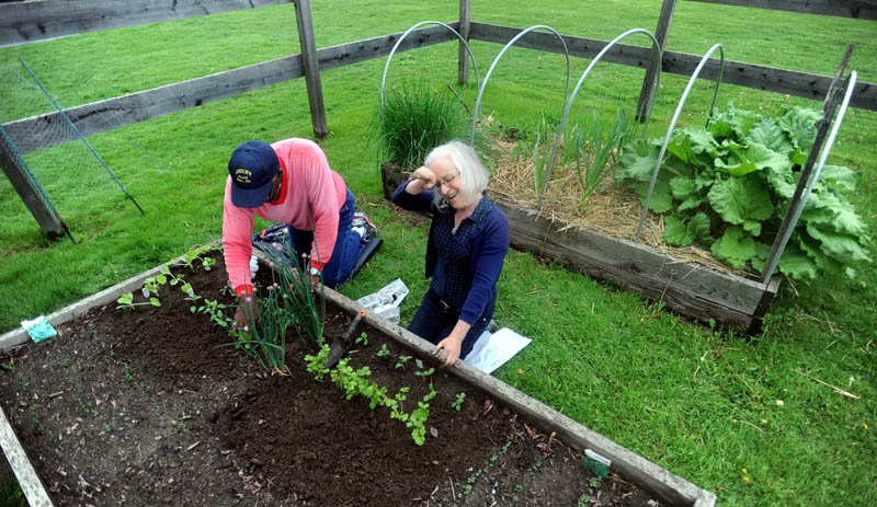 Elizabeth Vigue wipes rain from her brow as Chuck Kittrel plants peppers in their section of the Waterville Parks and Recreation garden on North Street in Waterville Friday afternoon. The couple rented the space for $10 for the summer season.