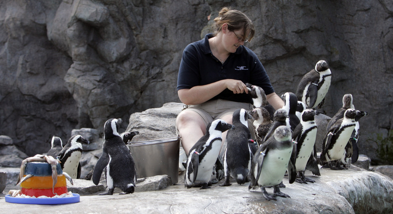Erin Lovin feeds African black-footed penguins at the Mystic Aquarium Institute for Exploration in Mystic, Conn.