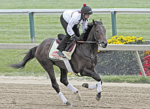 HERE WE GO: Exercise rider Jenn Patterson gallops Kentucky Derby winner and Preakness Stakes favorite Orb on Thursday at Pimlico Race Course in Baltimore.