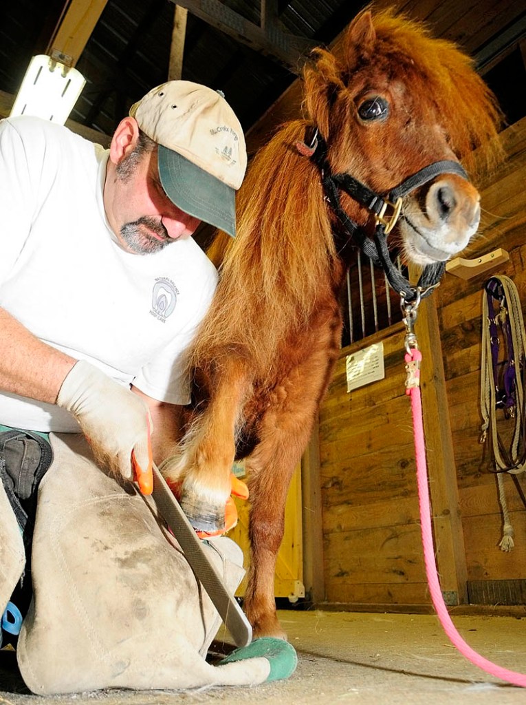 George Spear, a farrier from Oxford, trims the hoof of a miniature horse named Chaluto on Saturday during an open house at Whispering Wood Stables in Augusta. Owner Teresa Elvin bought the stable on Ingraham Mountain Road from a previous owner back in October. She said that they have boarding, clinics, riding lessons and has plans to start a 4-H group.