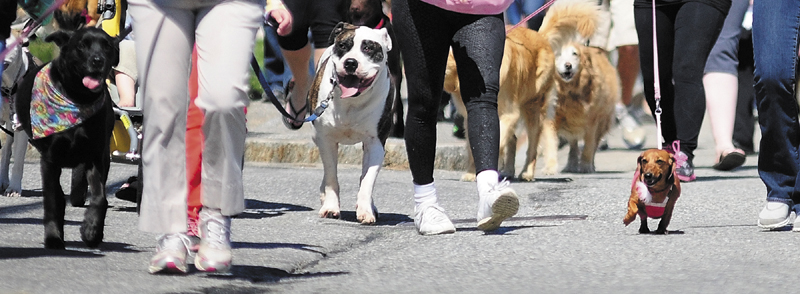 Dogs and their walkers head east at the start of the the 20th annual Mutt Strut on Saturday, along Capitol Street in Augusta. The event was sponsored by the Kennebec Valley Humane Society "to raise money for local animals in need of shelter, food, medical care, and the second chance for a loving home" according to a release. Walkers started at the Buker Community Center, headed down Capitol, looped around the State House and then headed back after a water break.