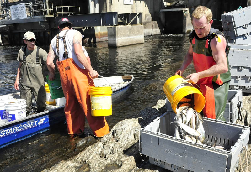 David Lash, right, fills crates with alewife fish after they were caught just below the Benton Falls Hydro dam during the recent annual harvest.
