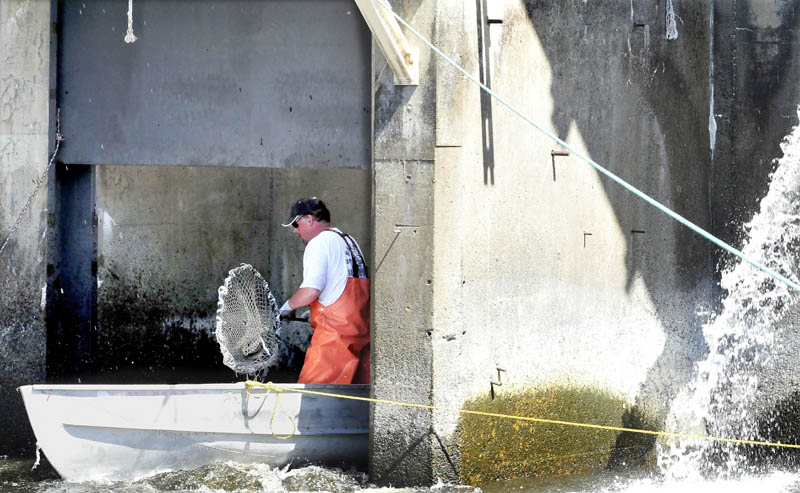 Alewife fisherman Jim Wotton scoops fish into his boat that have stopped and grouped at the turbine outlet of the Benton Falls Hydro dam recently.