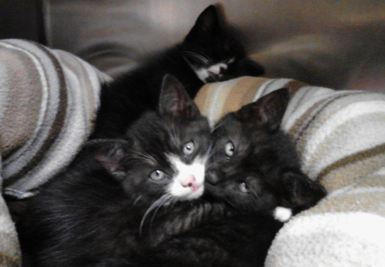 These kittens are among those found in a tote.