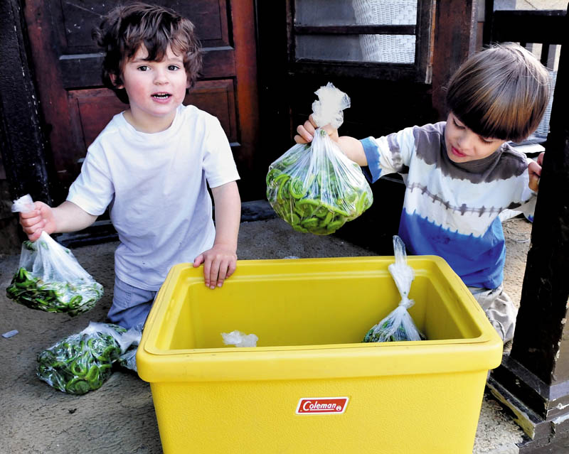 Cody Sack, left, and his twin brother, Chase, fill a cooler with fresh-picked fiddleheads their grandfather, Peter Sack, picked recently, at their home in Waterville on Thursday. The warm weather is putting an end to the fiddlehead season, as the curly stalks unfold their leaves.