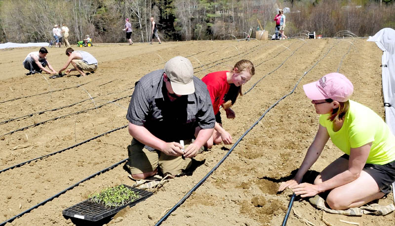 Dave Allen, left, Sarita Crandall and Patty Veayo and others plant seedlings at the Rustic Roots farm in Farmington on Sunday. Allen and partner Erica Emery maintain the community supported share garden for 30 members who work and receive produce during the growing season.