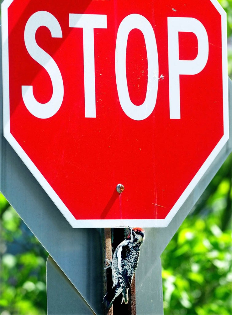 A downy woodpecker pecks a stop sign on Cottage Street in Fairfield this week. According to nearby homeowner Trevison Hardy, the bird began his daily routine of beating the sign a month ago. The metal tapping noise can be heard a long way off. "He does it every day and all day," Hardy said. "I think it's funny." Hardy added the bird may be trying to attract a mate.