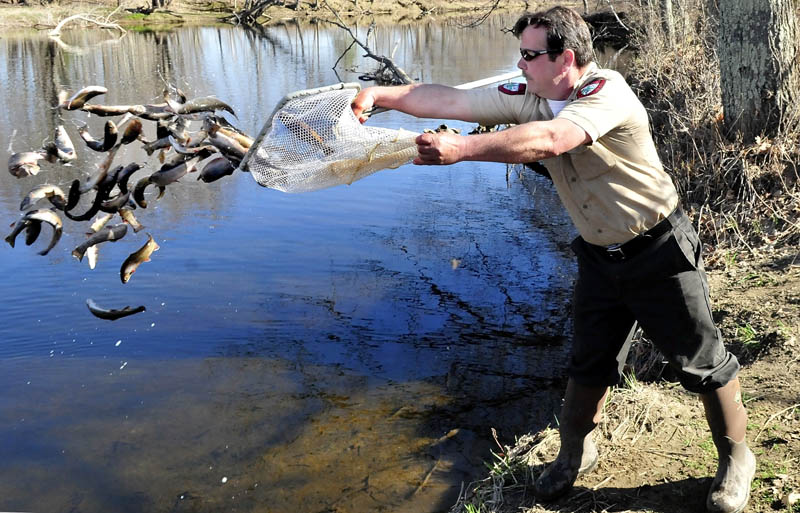 Mike Coulombe, a fish culturist with the Department of Inland Fisheries and Wildlife, releases some of the 500 brook trout stocked in Sandy Stream in Unity on Wednesday. The fish were raised at the Palermo rearing station.