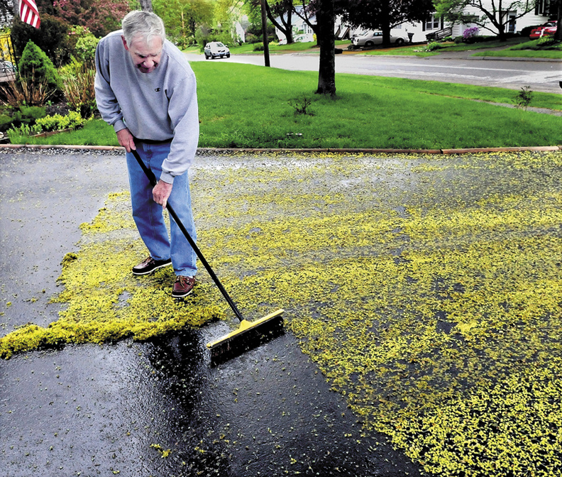 Paul LaVerdiere uses a broom to clean up bright-green maple tree bud scales that covered his driveway in Waterville on Sunday. Soon the leaves will unfold and get bigger in time to offer shade from hot summer sun.