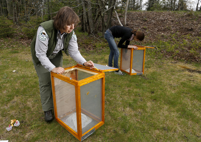 Charlene Donahue, a forest entomologist with the state of Maine, and UMass-Amherst ecology technician Natashia Manyak release parasitic flies at Two Lights State Park in Cape Elizabeth Thursday in an effort to help control the winter moth population.