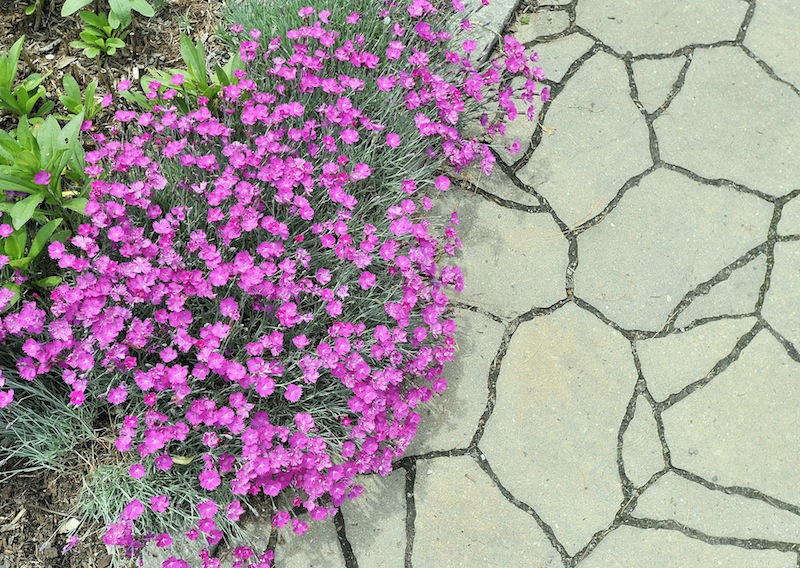 Firewitch Cheddar Pinks contrast with the stone walkway at the Coastal Maine Botanical Gardens in Boothbay on Friday, June 14, 2013.