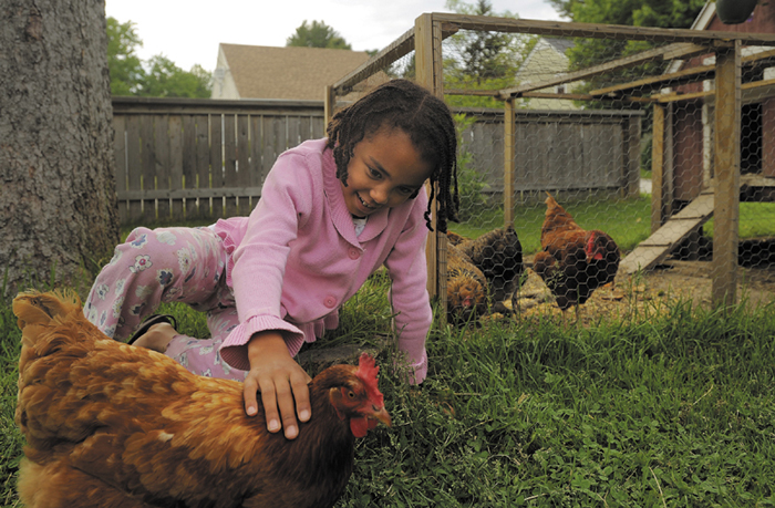 Ruby Jenkins-Henry, 6, plays with her New Hampshire Red chicken, Minerva-Louise, in the yard of her Portland home on Thursday.